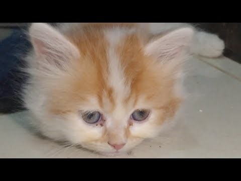 Pregnant Calico Cat Turns Aggressive Towards Kittens 😾 Why Is She Attacking Them?