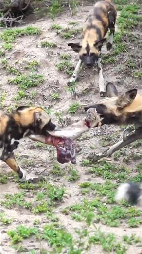 African Wild Dogs Fighting for a Meal#AfricanWildDogs #WildlifePhotography #NatureIsWild #yt