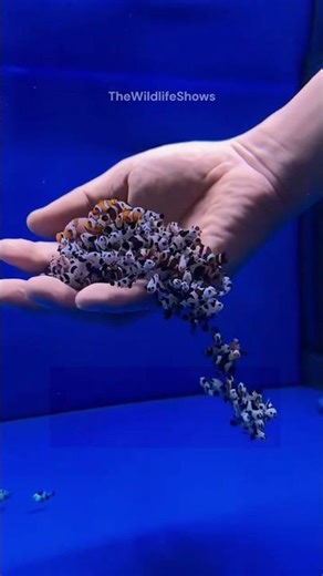 The incredible secret of clownfish 🐟