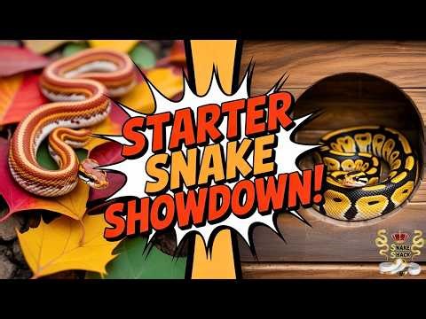 Best Starter Snake Ball Python vs Corn Snake Head to Head