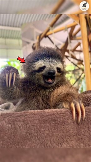 This Lazy Animal Takes ONE MONTH To Digest Food! 🤯