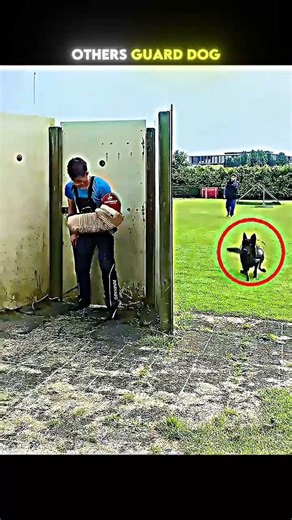 Other Guard Dogs vs The Last One 💀