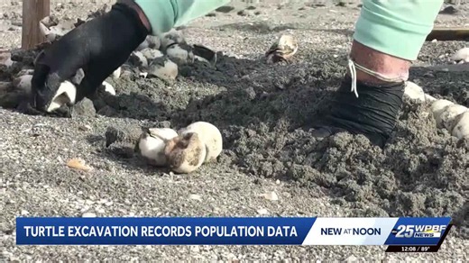 Sea turtle nest excavation offers lesson in conservation on Delray Beach