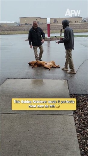 This Golden Retriever made it perfectly clear how he felt 🤣