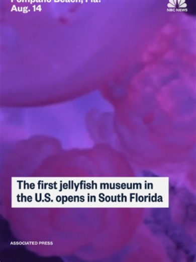 The museum in Pompano Beach in Florida is believed to be the first in the U.S. dedicated entirely to jellyfish.