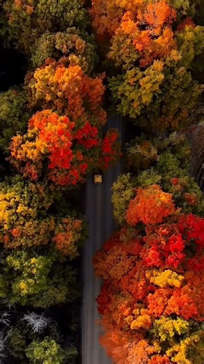 Stunning Aerial View of Autumn Trees and Nature