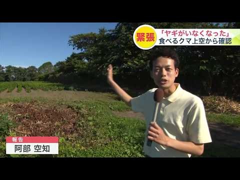 [Brown Bear Breaking News] A 1.8-meter-long bear attacks a goat... A female goat kept as a pet di...