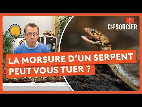 La morsure d’un serpent peut vous tuer ? - C'est pas sorcier