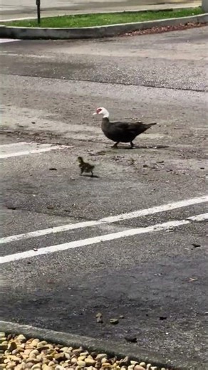 Late Night Duck Parade! 🌙 Ducklings Taking Over a Miami Parking Lot