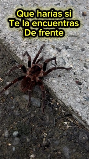 Do you like spiders? #spider
