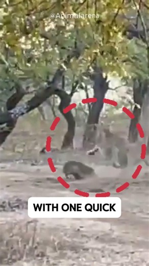 Fearless Dog vs Lioness! What Happens Next Will Shock You! 🐕🦁🔥