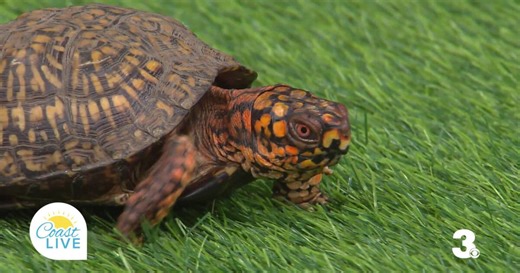 Meet Bruiser the Eastern Box Turtle from the Virginia Zoo on Coast Live