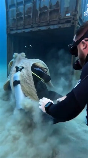 Giant Octopus Hugs Scuba Diver Inside Sunken Shipping Container