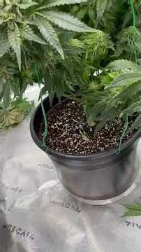 End of week 6 Update! #cannabiscommunity #alien #herbalmedicine #doityourself #experiment #science