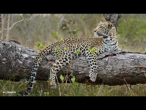 Leopard duo at the waterhole - SafariLIVE Sunset - 09 August 2026