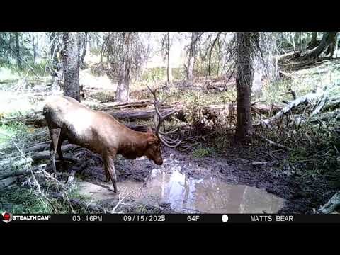 Elk Wallow Trail Cam 2025 Part 2