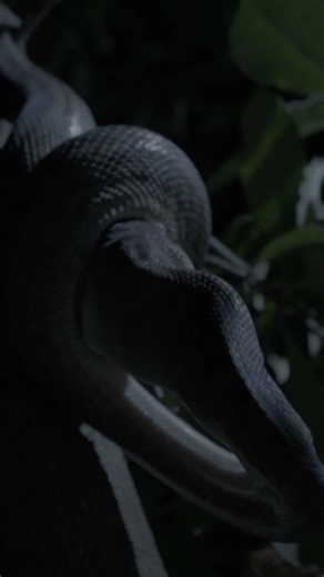 Snake swallowing prey whole 🐍🐁