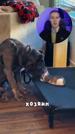 Котенок отжал лежанку у собаки😂 #собака #котенок #shorts