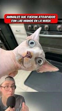 Animales que fueron atrapados con las manos en la masa 😱 #shorts