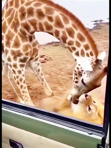 Funny Animal Videos: Epic Fails & Wild Comedy Moments 😂