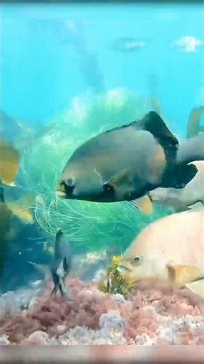 Snorkeling Freediving with Black Surfperch / Laguna Beach, California