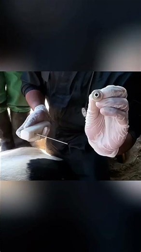 ¿Por Qué los Veterinarios Hacen Rodar a las Vacas?