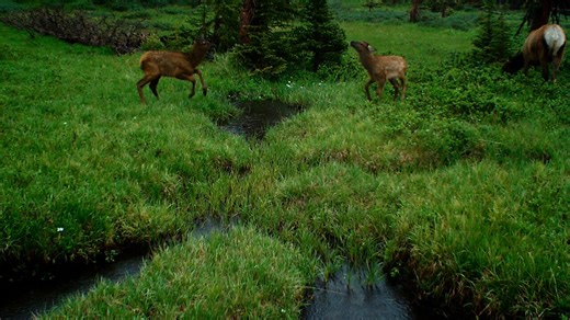 “In living close to nature, one discovers that happiness does not consist in maximizing pleasure. It consists in tranquility. Once you have enjoyed tranquility long enough, you acquire actually an aversion to the thought of any very strong pleasure“Theodore Kaczynski