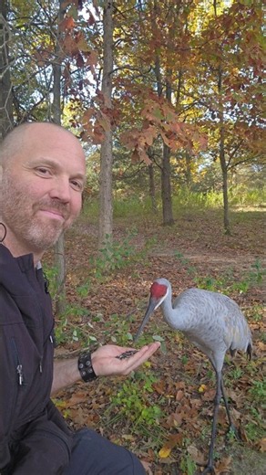 Sandhill Crane Friend