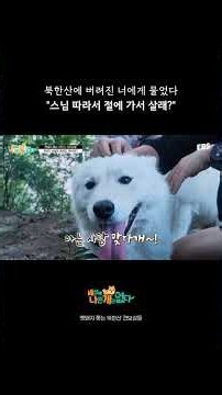 The Monk Who Took In Abandoned Dogs #TheresNoSuchThingAsABadDog #Baddog #Dogs #RescuedDogs