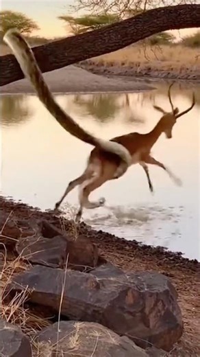 Python vs Impala The Crocodile is actual Hunter