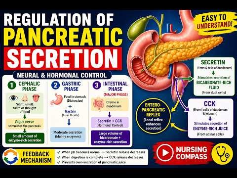 Regulation of Pancreatic Secretion || how pancreatic secretions have been regulated