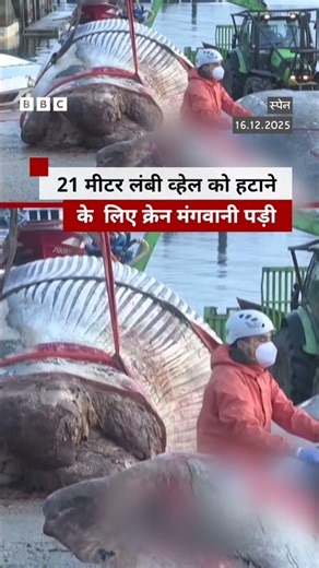Spain बंदरगाह पर मिली 21 मीटर लंबी व्हेल का शव #whale #spain #shorts