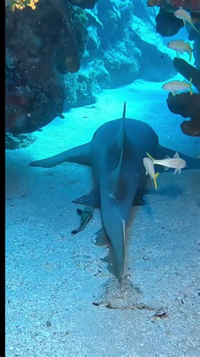 I Discovered a Giant Nurse Shark Hidden Under the Reef! 😱🦈#shorts #shortvideo #shark