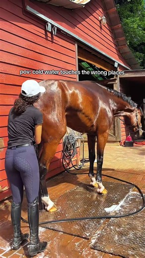 Farrier Work on Nickel: A Glimpse into Horseshoeing