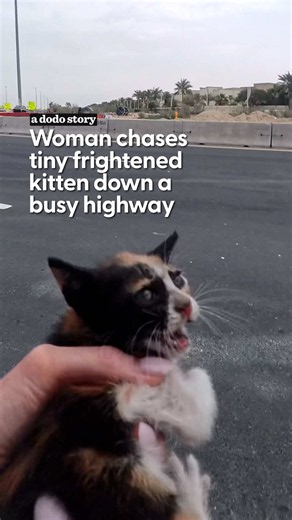 Once Dottie realized she was finally safe, a completely different kitten came out ❤️ Dottie was found dodging traffic on a Dubai highway before rescuer Carmen from @Pawstination rushed her to safety. She was terrified when she first arrived at the vet, but that scared little kitten slowly transformed once she realized she was safe. Dodo editor @brielle_thedodo chats with Carmen about Dottie’s journey and how she eventually became confident enough to even win over Frankie, the grumpiest cat in th
