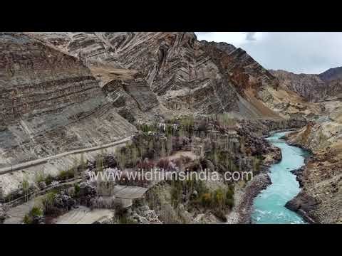 Apricot orchards bloom along the Indus River in Garkon Village, Ladakh