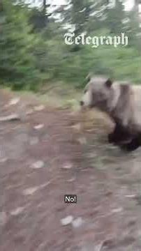 Dog walker has incident with bear