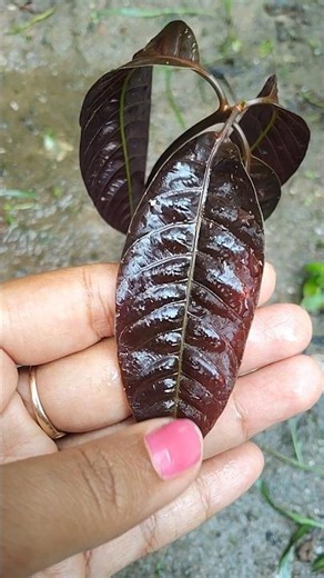 New Born Mongo Plant🌱/new plant/new#prabha sinha vlog