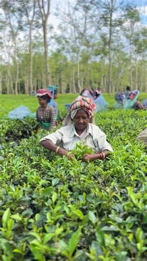 Tea Making Process in Assam | Oye Hoye India