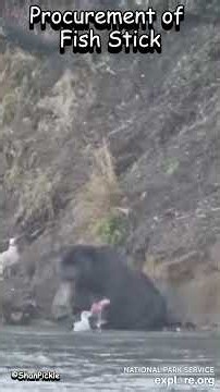 Explore.Org~Finally!~10-27-26#wildlife #nature #river #bear #beautiful #wildanimals #fish #bears