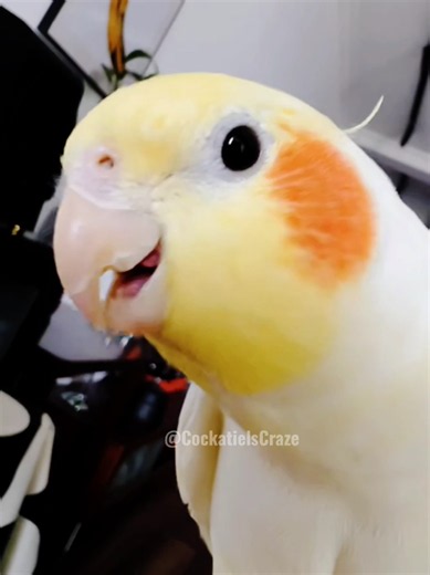 Cute Singing Cockatiel Moments — My Cute Singing Stars