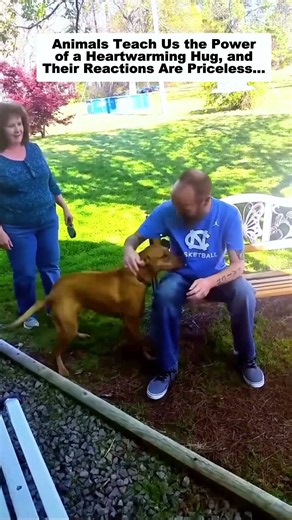Animals Teach Us the Power of a Heartwarming Hug, and Their Reactions Are Priceless…