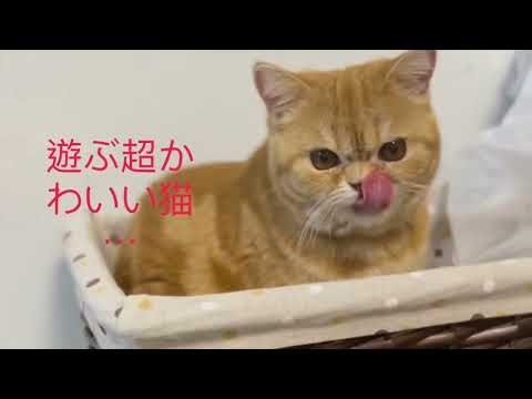 「猫が喜ぶ映像：🥰素晴らしいクリップはすべてメンバーチャンネルにあります👇🏻🥰いつも動画楽しく観てます 🐈🐈‍⬛可愛い猫ちゃんに毎日癒されてます🙏🏻」的副本