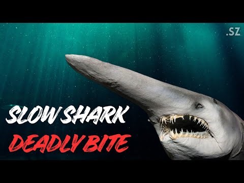The Slowest Shark With the Most Violent Bite