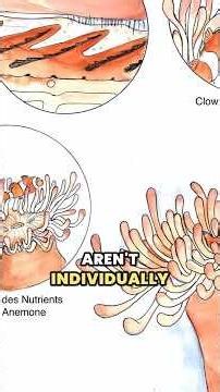 The Truth About Clownfish and Their Ecosystem 🐠