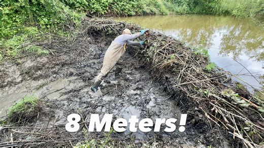 Beaver dam break causes shocking flash flood!