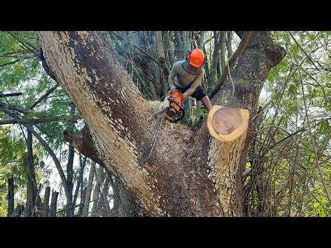 4 Monster Saws vs. Giant Tree Trapped in a Bamboo Grove!