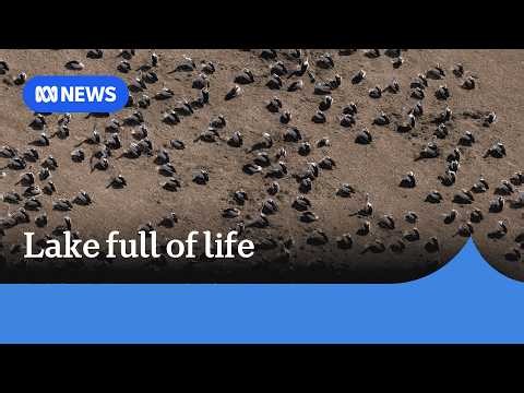 Rain and floods transform Kati Thanda-Lake Eyre | ABC NEWS