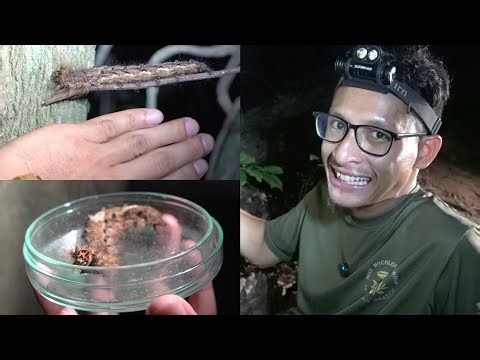 Ulat Bulu Besar Gedabak