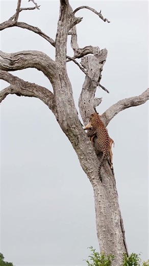 Watch A Leopard Keep Its Kill Safe From Hyenas!